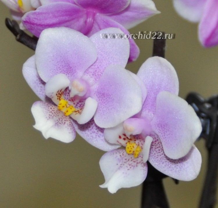 Орхидея Phalaenopsis Jiaoho's Pink Girl, mini (отцвел)