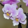 Орхидея Phalaenopsis Jiaoho's Pink Girl, mini (отцвел)