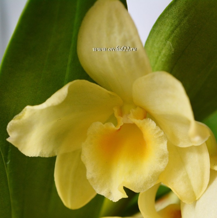 Орхидея Dendrobium nobile Yellow Song 'Canary' (отцвёл, деленка) 