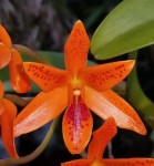 Орхидея Cattleya aurantiaca (отцвела)       