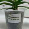 Орхидея Phalaenopsis Wild White (отцвел)