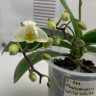 Орхидея Phalaenopsis Wild White (отцвел)