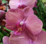 Орхидея Phalaenopsis Aundrey  (отцвел)