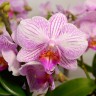 Орхидея Phalaenopsis Rose, multiflora (отцвел)