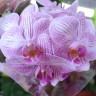 Орхидея Phalaenopsis Rose, multiflora (отцвел)