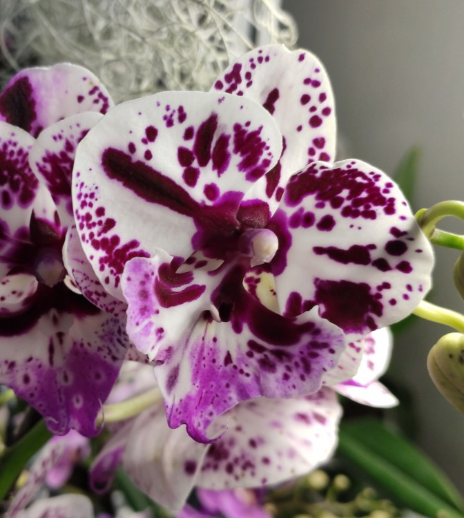 Орхидея Phal. Speechless Elegance, Big Lip (отцвел)