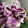 Орхидея Phalaenopsis Speechless Elegance, Big Lip (отцвел)
