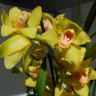 Орхидея Cymbidium  