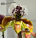 Орхидея Paphiopedilum hybrid (отцвел )