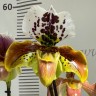 Орхидея Paphiopedilum hybrid (отцвел )