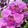 Орхидея Phal. Manta Kalimantan, Big Lip, variegata (отцвел)
