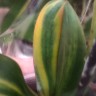 Орхидея Phal. Manta Kalimantan, Big Lip, variegata (отцвел, РЕАНИМАШКА)