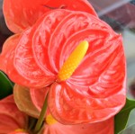 Anthurium Royal Orange (отцвел)