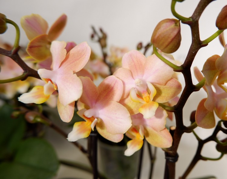 Орхидея Phal. Perfumе Valkion, multiflora (отцвел, РЕАНИМАШКА)