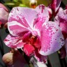 Орхидея Phalaenopsis Veronica (отцвел, РЕАНИМАШКА) 