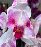 Орхидея Phalaenopsis, peloric (цветет, УЦЕНКА)