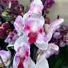 Орхидея Phalaenopsis, peloric (цветет, УЦЕНКА)