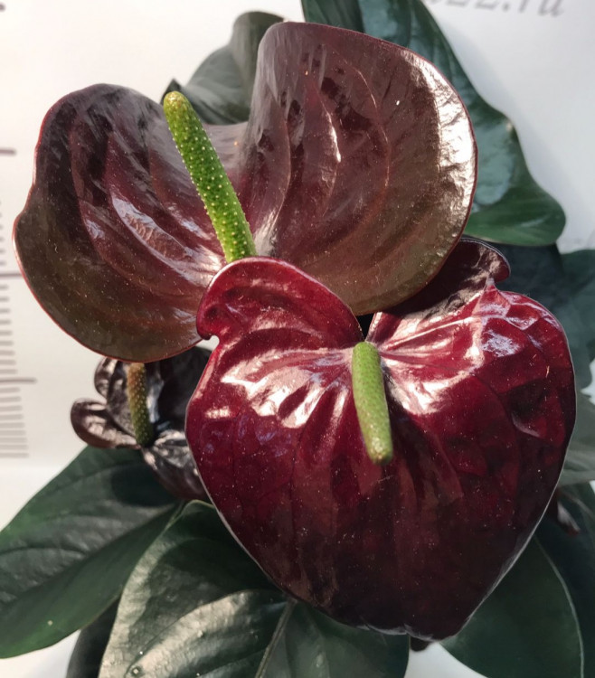 Anthurium Jambo Black (деленка без цветов)