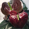 Anthurium Jambo Black (деленка без цветов)