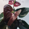 Anthurium Jambo Black (деленка без цветов)