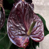 Anthurium Jambo Black (деленка без цветов)