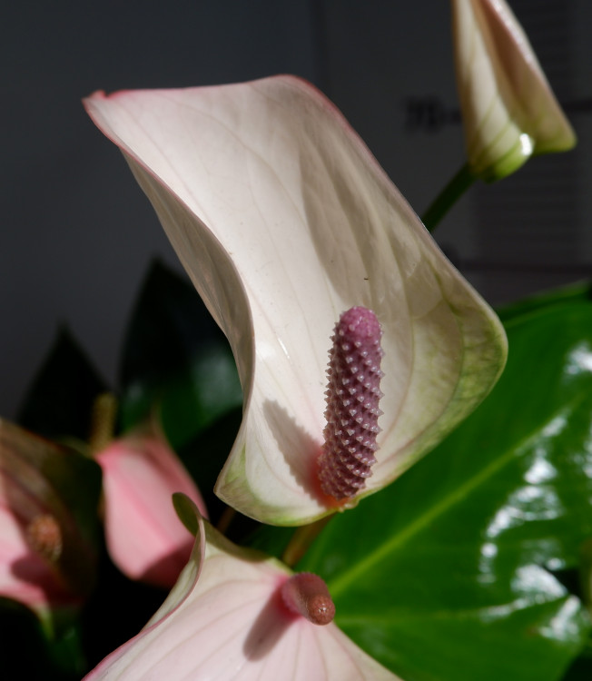 Anthurium Joli Pulse (отцвёл) 