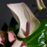 Anthurium Joli Pulse (отцвёл) 