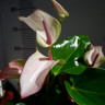 Anthurium Joli Pulse (отцвёл) 