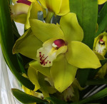 Орхидея Cymbidium 