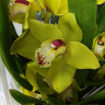 Орхидея Cymbidium 