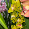 Орхидея Cymbidium 