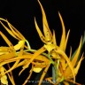 Орхидея Brassia Orange Delight 