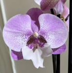 Орхидея Phalaenopsis Hendricks, Big Lip (отцвел) 