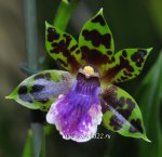 Орхидея Zygopetalum (отцвёл)