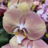 Орхидея Phalaenopsis  (отцвел) 