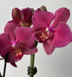Орхидея  Phalaenopsis, multiflora  