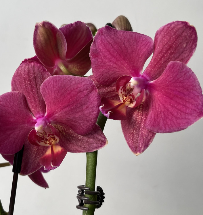 Орхидея  Phalaenopsis, multiflora  