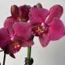 Орхидея  Phalaenopsis, multiflora  