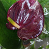 Anthurium Perito Brown (деленка без цветов)