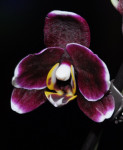 Орхидея Phalaenopsis Black Butterfly, midi (отцвел)