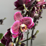 Орхидея Phalaenopsis Black Butterfly, midi (отцвел)