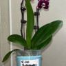 Орхидея Phalaenopsis Black Butterfly, midi (отцвел)