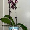 Орхидея Phalaenopsis Black Butterfly, midi (отцвел)