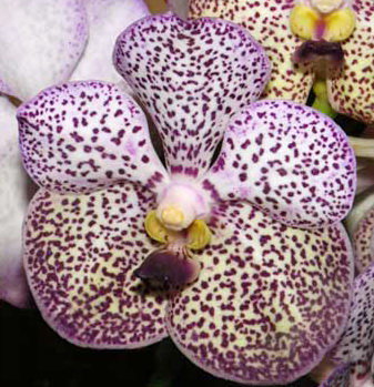 Орхидея Ascocenda Kulwadee Fragrance 'Black with Spot' (отцвела)