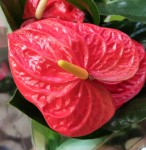Anthurium Alabama (деленка без цветов)