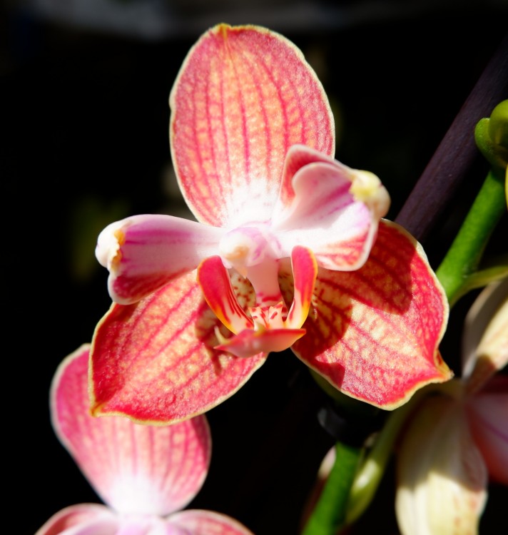 Орхидея Phalaenopsis Ravello (отцвел)          
