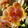 Орхидея Phalaenopsis Jena, multiflora (отцвел)