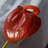 Anthurium Scherzerianum бордовый (отцвел)