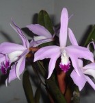 Орхидея L. perrinii x sib (отцвела)        