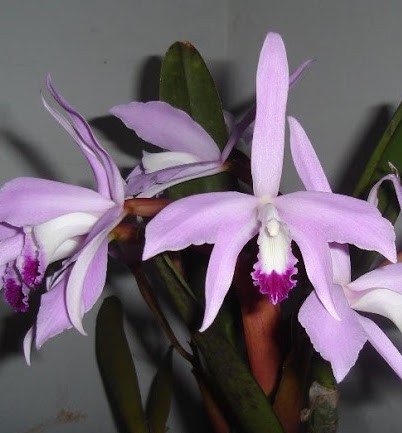 Cattleya violacea Semi Alba